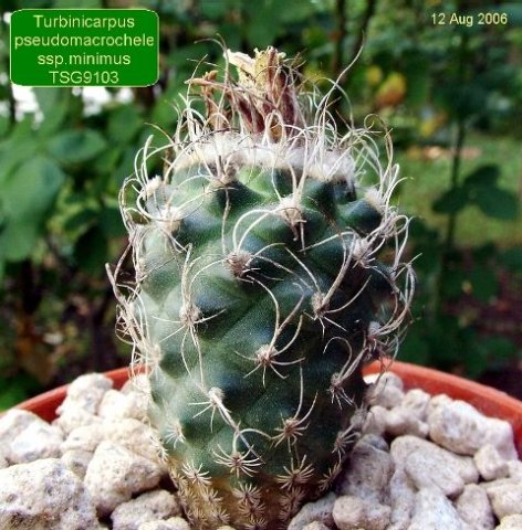 Turbinicarpus _pseudomacrochele _ssp.minimus_ TSG9103 _01